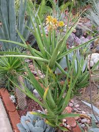 Image result for Aloidendron tongaense