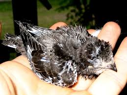 We did not find results for: Piccolo Di Rondone Komitee Gegen Den Vogelmord E V