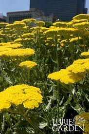 Yarrow Moonshine Achillea Moonshine Garden Layout Plants Planting Plan