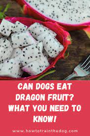 The simple answer is yes! Can Dogs Eat Dragon Fruit What You Need To Know How To Train Your Dog Can Dogs Eat Dog Eating Dragon Fruit