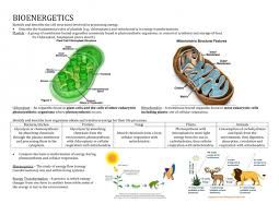 Cell Energy Flow Chart Answer Key Cell Energy Flow Chart