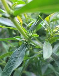 Image result for Heimia salicifolia