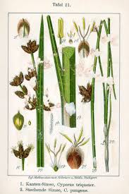 Image result for Schoenoplectus sp.no.3