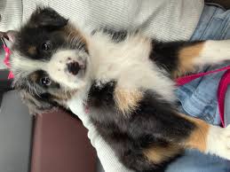 Find australian shepherd puppies and breeders in your area and helpful australian shepherd information. Australian Shepherd Puppies For Sale Cincinnati Oh 301481