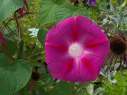 Image result for Ipomoea trinervia
