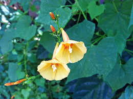 Image result for Ipomoea hederifolia