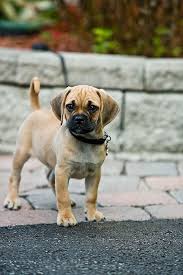Black And Tan Puggle Lol Cute Animals Puggle Puppies Cute Animals Puggle