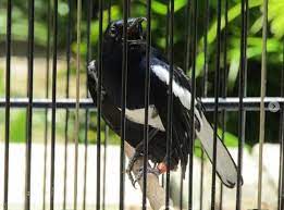 Download Suara Kacer Gacor Dan Kacer Betina Hobi Burung Gambar Burung Burung Betina