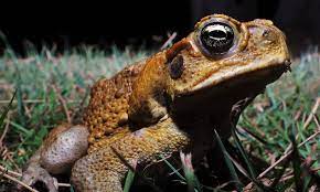 It was introduced to australia by the sugar cane industry in 1935 in an attempt to control beetles that were damaging the sugar cane. 10 Facts About Cane Toads Wwf Australia Wwf Australia
