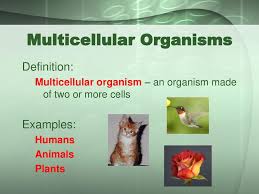 Extensive donor selection · large inventory · diabetic and normal Unicellular Organisms Ppt Download