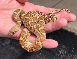 Richard Allen On Instagram Beautiful Pair Of Baby Christmas Mountain Bull Snakes Available At Reptile Rapture Www Reptileraptur Christmas Baby Reptiles Bull