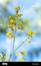 Image result for Acacia davyi