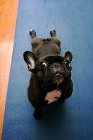 Upward Dog Yoko Yoga Bulldog French Bulldog Dog Yoga