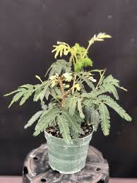 Image result for Calliandra tweedii