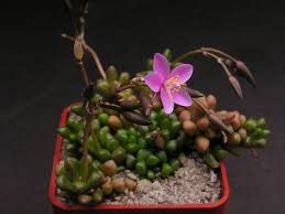 Image result for Anacampseros subnuda