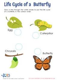 Life Cycle Of A Butterfly Pdf Worksheet Kids Preschool Kindergarten Kindergartenworksheets Preschoolwork Butterfly Life Cycle Life Cycles Cycle For Kids