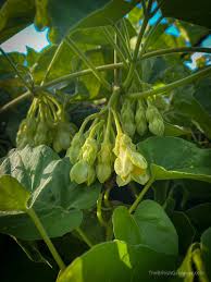 Image result for Telosma