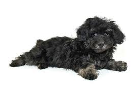 What does a poodle look like without a haircut? Maltipoo Size Guide Chart And Calculator How Big Do Maltipoos Get