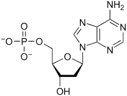 Nitrogenous base purines and pyrimidines are the two categories of nitrogenous bases. Nucleotide Wikipedia