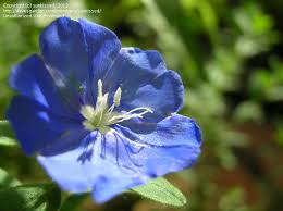 The common cultivar is known as 'blue daze', but you may also find 'hawaiian blue eyes'. Plantfiles Pictures Evolvulus Blue Daze Hawaiian Blue Eyes Blue Daze Evolvulus Glomeratus By Dinu