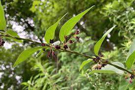 Image result for Vincetoxicum sylvaticum