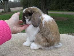 Black And White Holland Lop Broken Black Tort Holland Lop Holland Lop Cute Animals Pets