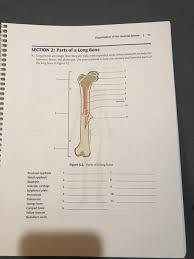 It is a layer of hyaline cartilage where ossification occurs in immature bones. Organization Of The Skeletal System 71 Chegg Com