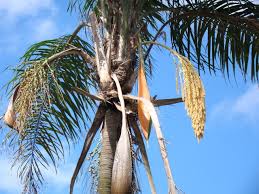 Maybe you would like to learn more about one of these? 5 Worst Trees To Plant In Orlando Lawnstarter