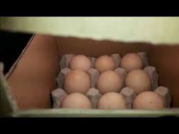 Kalo ga kuat jangan di tonton !! Membuat Alat Penetas Telur Ayam Dari Kardus Bekas Youtube