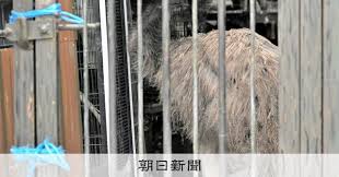 「ダチョウが走っている」と通報 飼育のエミューが逃げ出し、捕獲