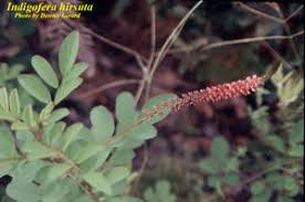 Image result for Indigofera hirsuta