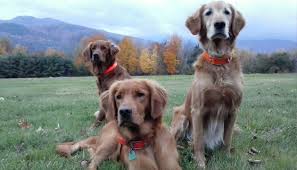 Playful and friendly just like all goldens making them a great family pet! Hotshots Golden Retrievers