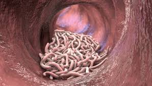 Image result for Hookworm