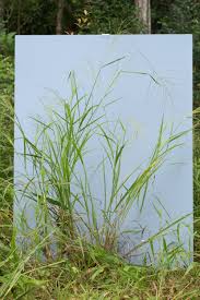 Image result for Digitaria minoriflora