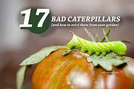 They propagate fast, spread widely and develop resistance to pesticide easily. How To Tell Good Caterpillars From Bad Caterpillars