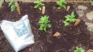Side dressing is kind of like supplemental mulching or feeding. How To Use Organic Coffee Grounds In Your Garden Get It For Free Perfect For Tomatoes Peppers Youtube