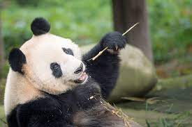 Giant Panda Species Facts Info More Wwf Ca