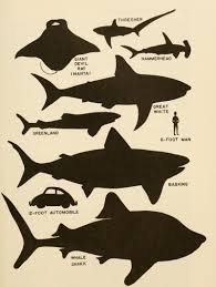 Size Sharks Tumblr