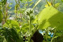 Image result for Cucumis aetheocarpus