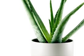 Eur 4,20 bis eur 18,80. Aloe Vera Pflanze Die Richtige Pflege Von A Bis Z