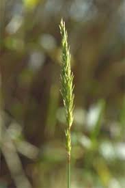 Image result for Anthoxanthum