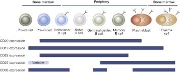 A possible explanation for these apparently discrepant findings could be related to the maturation stage of. Anti Cd20 Mediated B Cell Depletion In Autoimmune Diseases Successes Failures And Future Perspectives Kidney International