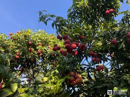 爱吃荔枝的人一定要注意，这3类人真的不能多吃！