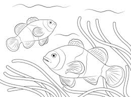 Disegno Di Pesce Pagliaccio Da Colorare Disegni Da Colorare E