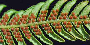 Image result for Cyathea dregei