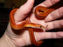 Love These Guys Corn Snake Pet Snake Snake Lovers