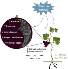 Bring to a full rolling boil. Vineyard Calcium Sprays Induce Changes In Grape Berry Skin Firmness Cell Wall Composition And Expression Of Cell Wall Related Genes Sciencedirect