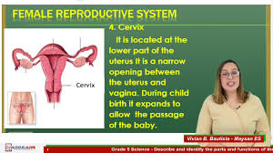 Vaginal irritation and discharge are common problems for women. Grade 5 Science Describe And Identify The Parts And Functions Of The Female Reproductive System Youtube
