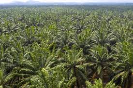 Total malaysian oil palm planted area stood at 5.74 million hectares in 2016, up 3.2% from 5.64 million hectares in 2015, mainly attributed to a 4.7% increase in sarawak. Indonesia Files Wto Lawsuit Against Eu Regarding Palm Oil Opus Kinetic