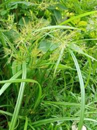 Image result for Lipocarpha kernii